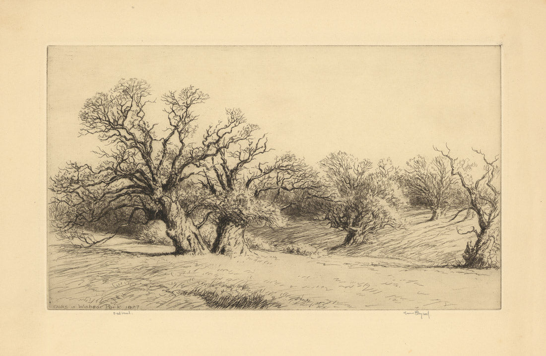 Oaks In Windsor Park.